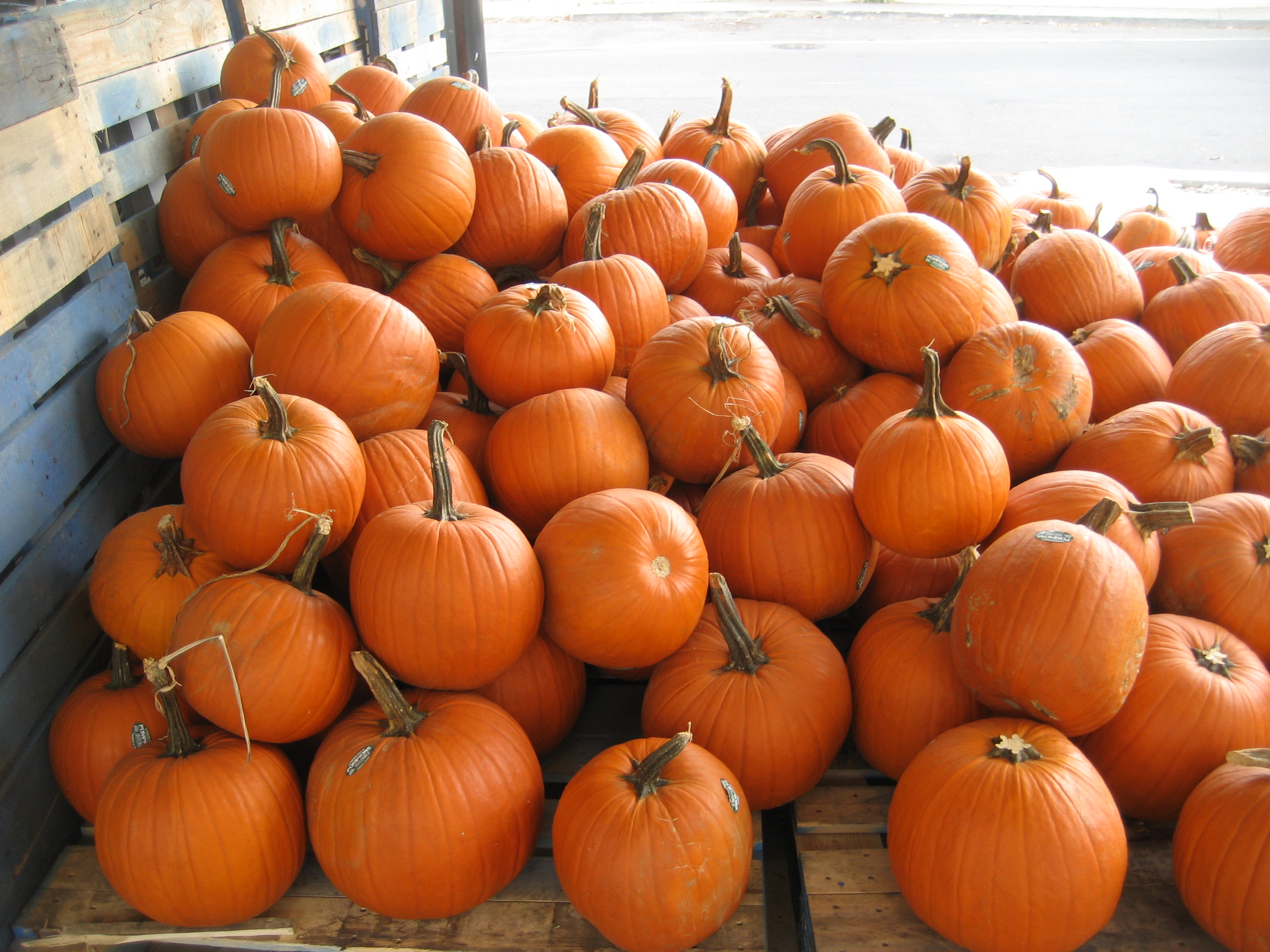 a bunch of pumpkins