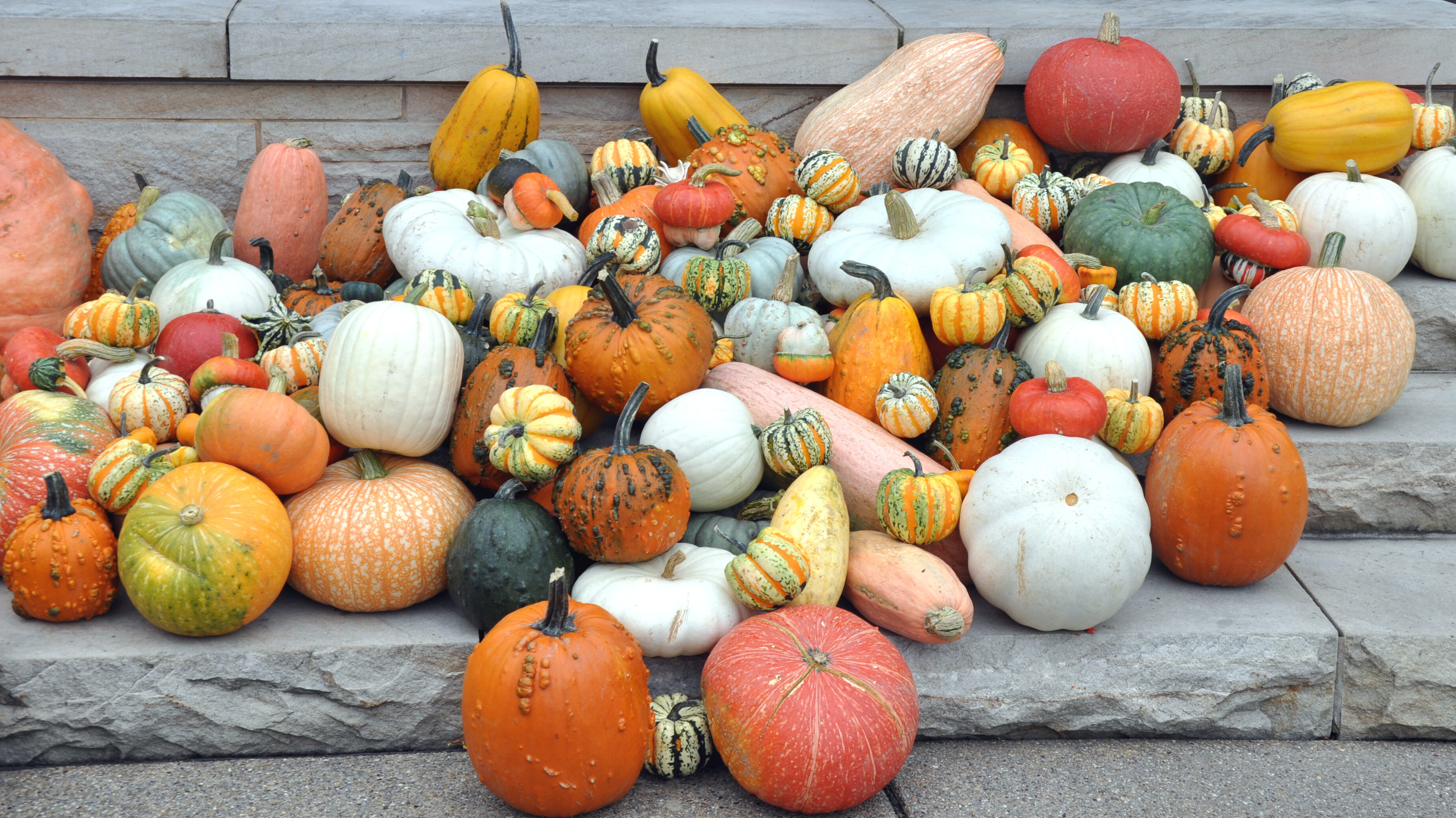 a bunch of oranger pumpkins